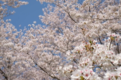春に誘われて②