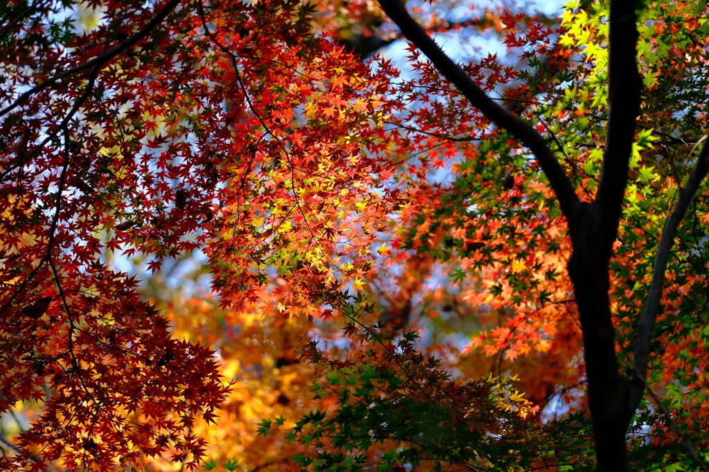 紅葉