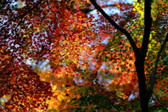 紅葉