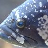 サカナ