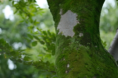 苔纏し木の光