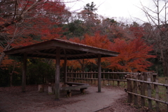 紅葉散歩③