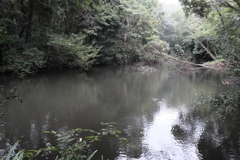 雨と沼