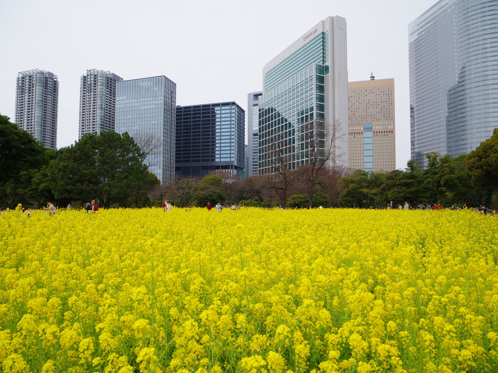 菜の花畑