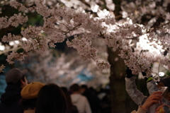 桜見物
