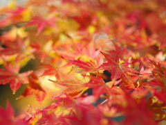 お気に入りのカメラとレンズで