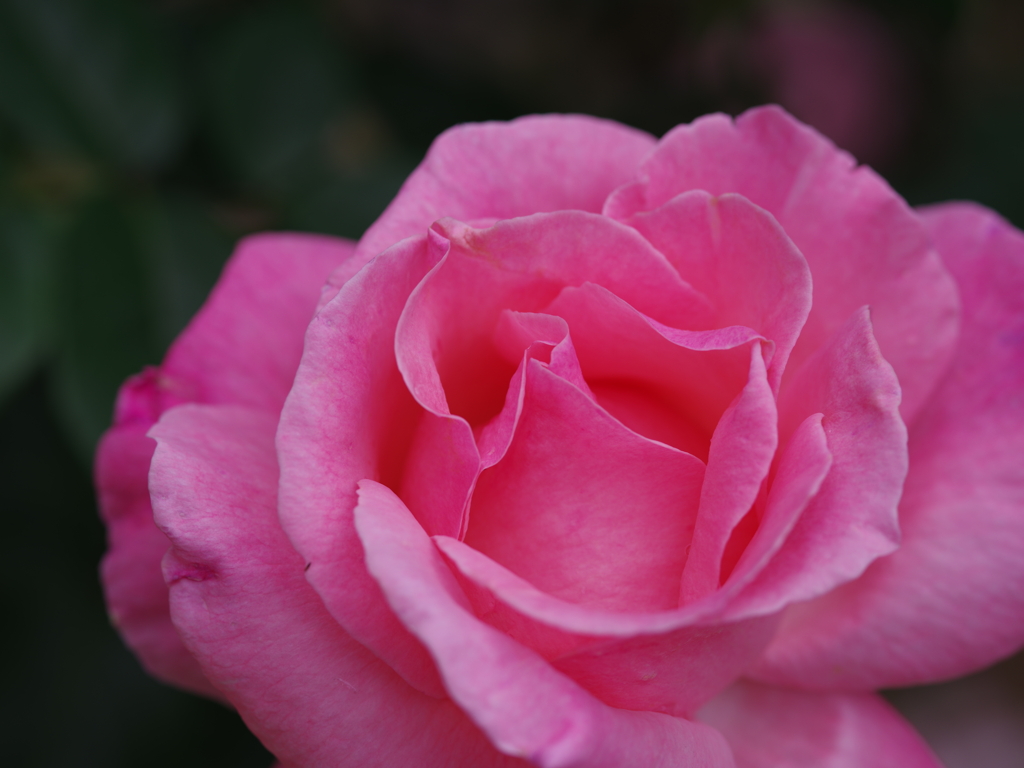 薔薇色
