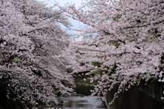 桜サクラ