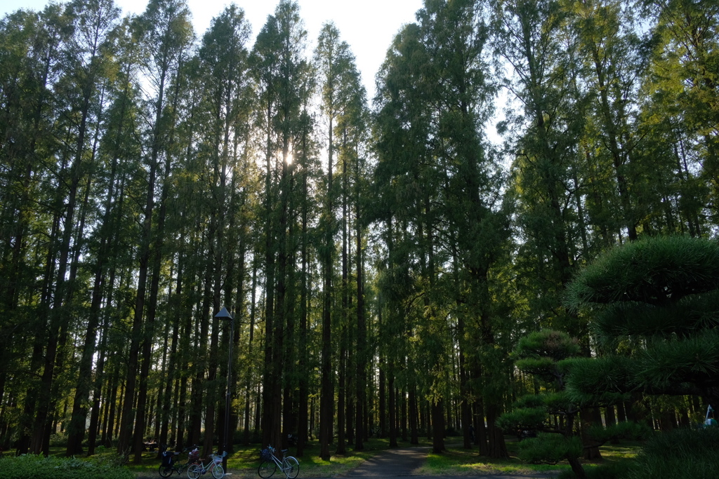 秋散歩③