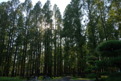 秋散歩③