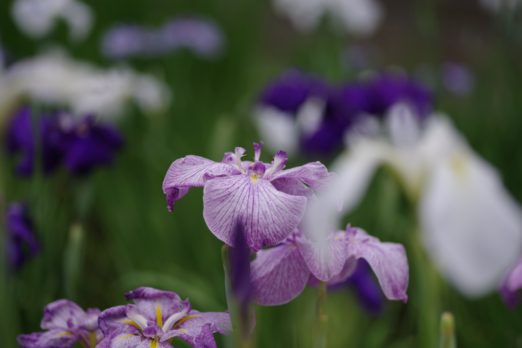 菖蒲園