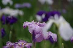 菖蒲園