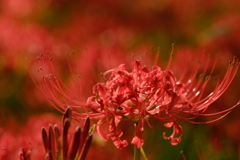 曼珠沙華4
