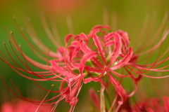 曼珠沙華2