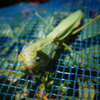 ハンター