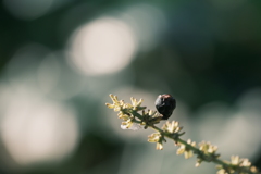 公園散歩