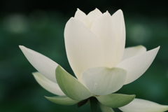 王白蓮