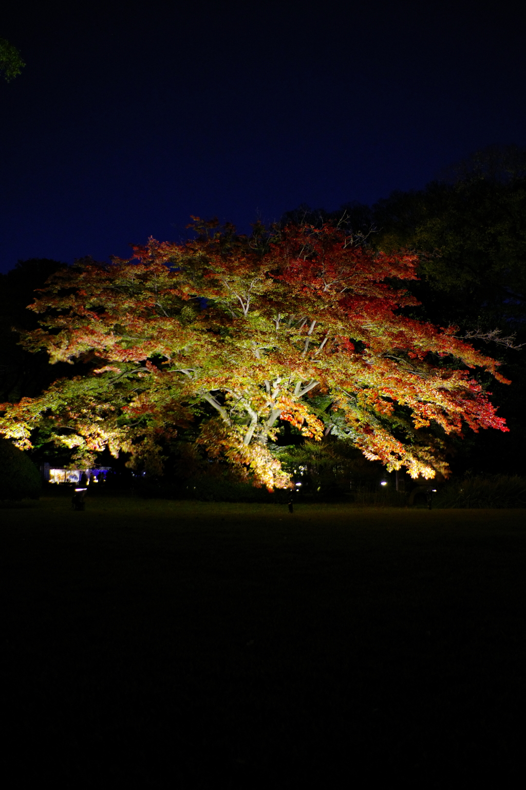 紅葉夜景