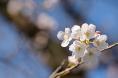 春近し