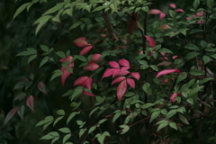 グリーン②