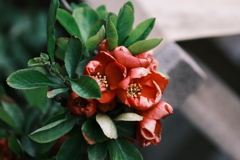 試し花