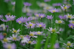 近くの花