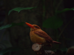 アカショウビン