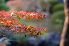 秋散歩②