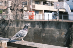 鳩も散歩