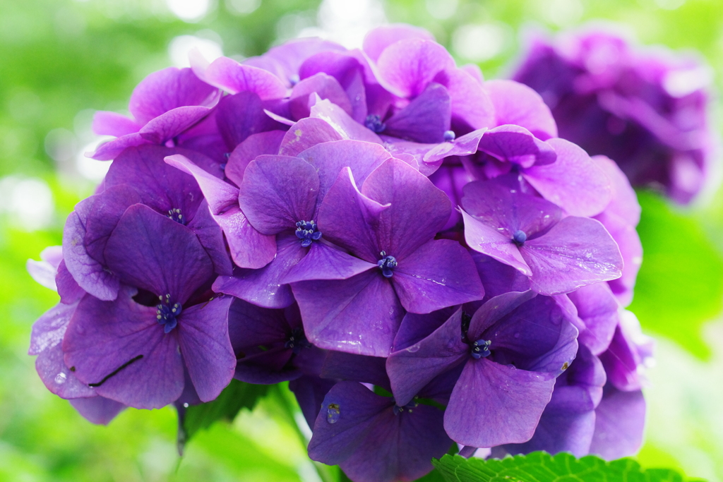 雨上がり紫陽花