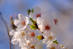 桜咲いた