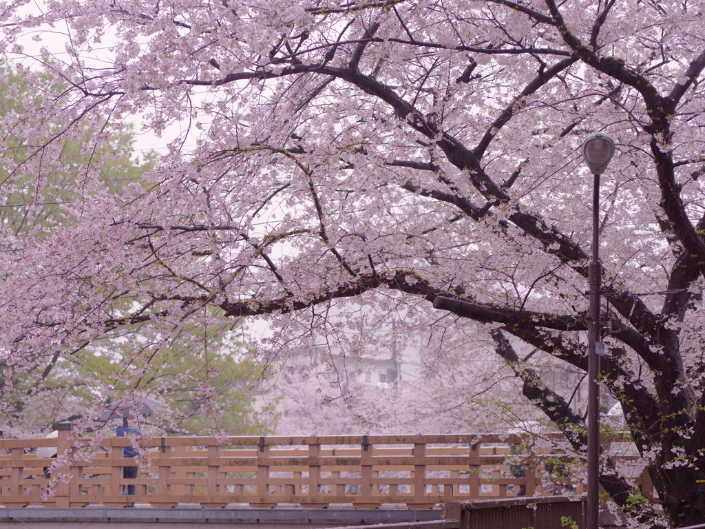 橋の上の桜
