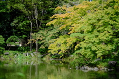 紅葉はまだ早い