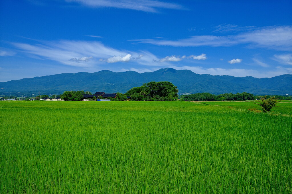 夏風景