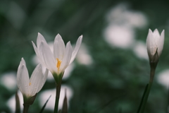 雨散歩