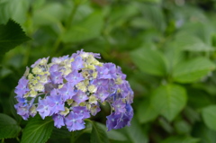 紫陽花