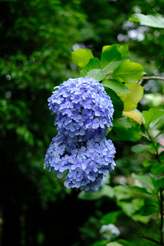 紫陽花②