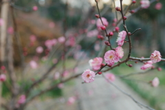 里び②