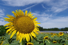 夏散歩