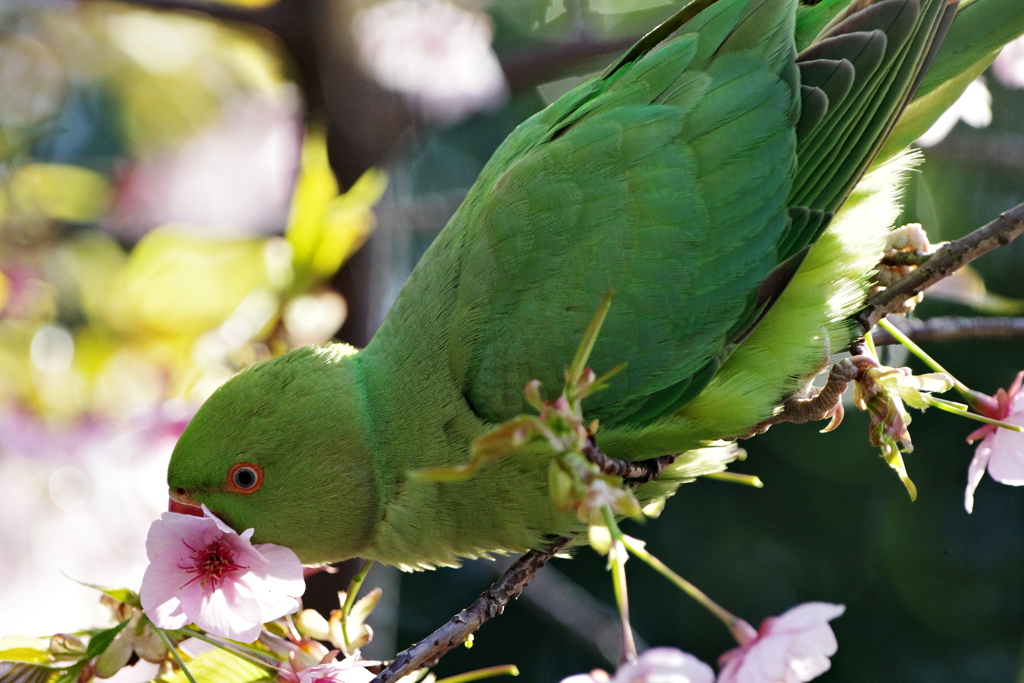 ワカケホンセイインコ