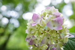 花写ん歩