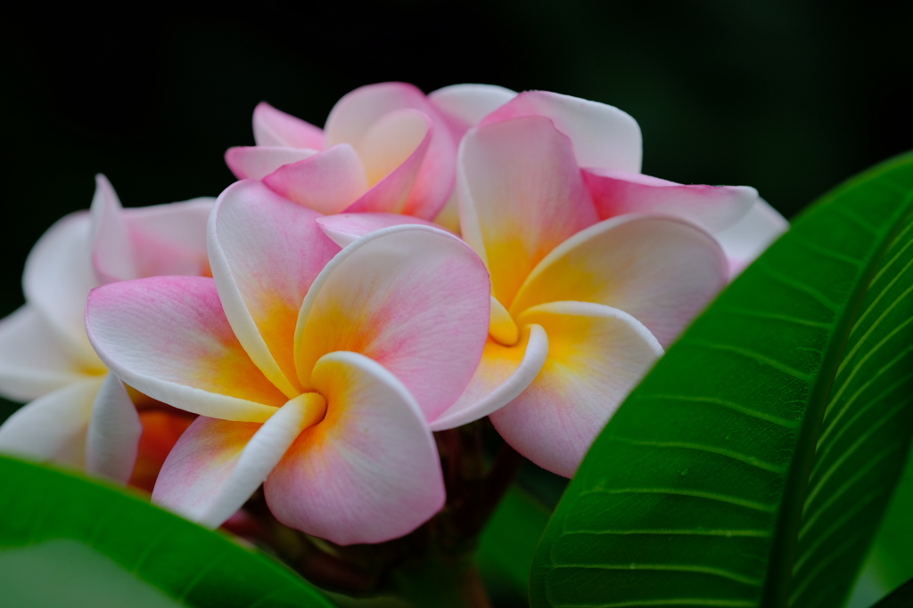 今日の花