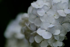 白紫陽花