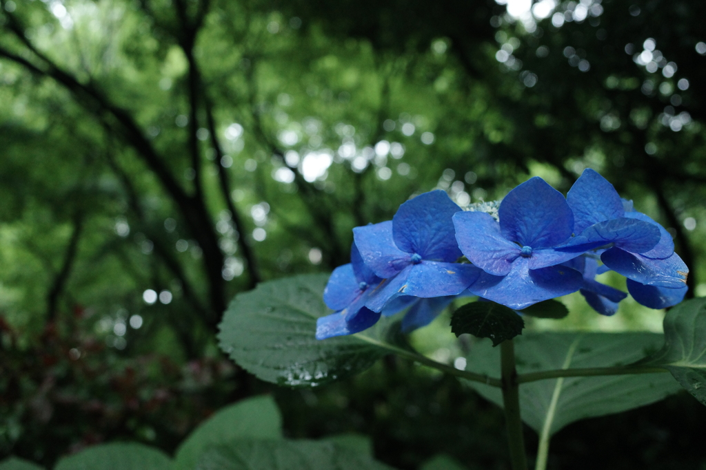 今日も雨散歩