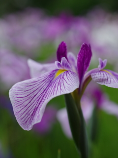 菖蒲