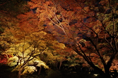 夜紅葉