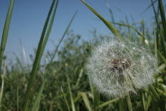 散歩中たんぽぽ