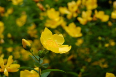 花①