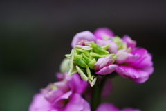 冬花