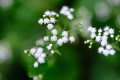 小雪花